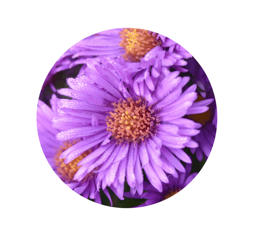 aster-september