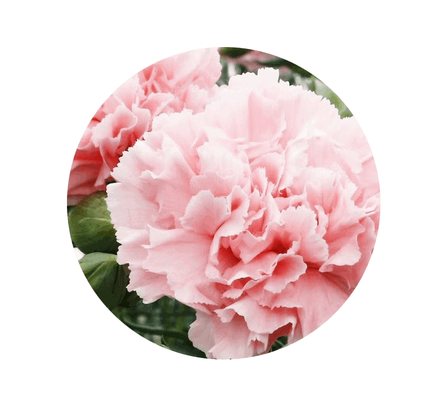 carnation