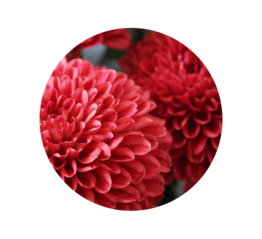 chrysanthemum-november