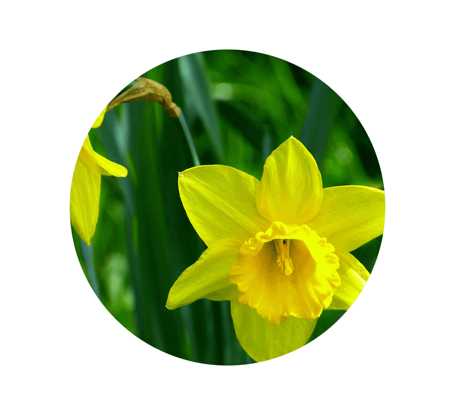 daffodil-march