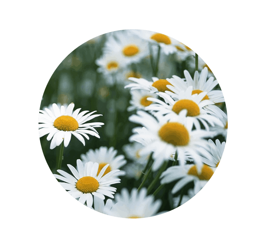 daisy-april