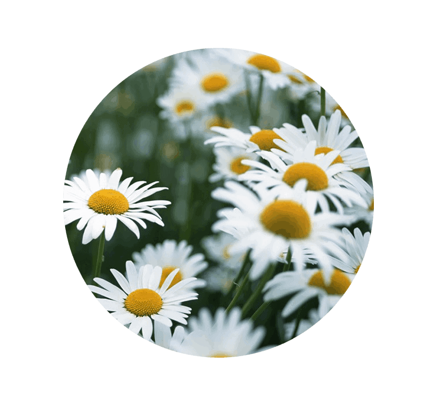 daisy-april