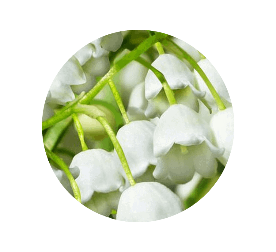 lily-of-the-valley-may