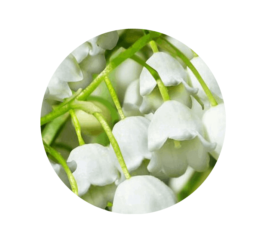 lily-of-the-valley-may