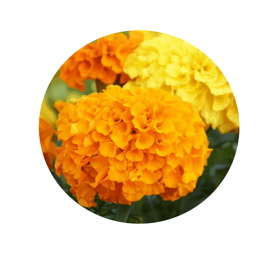 marigold-october