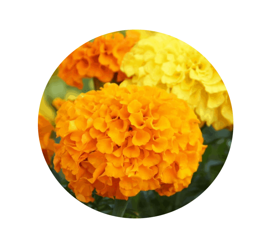 marigold-october