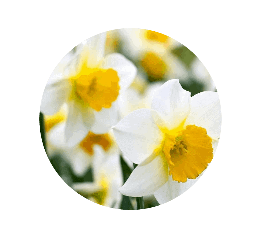 narcissus-december