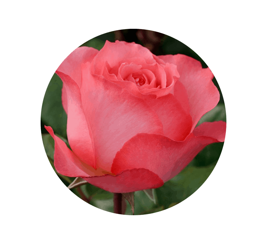 june-rose