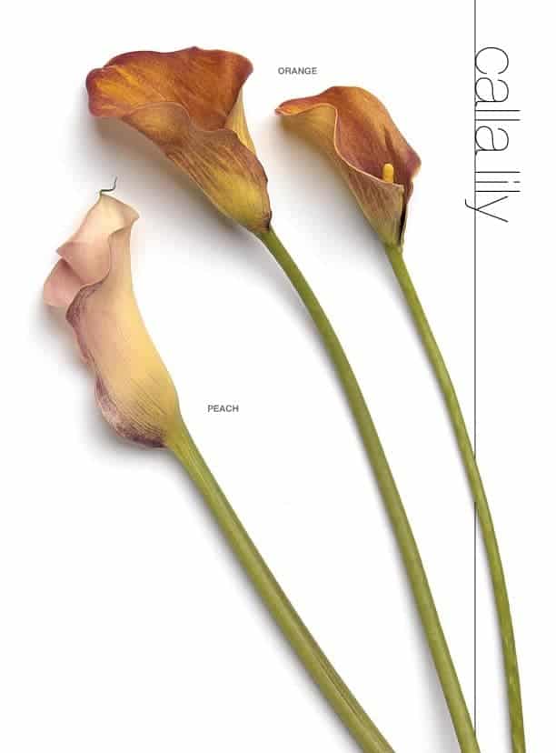 Calla lily