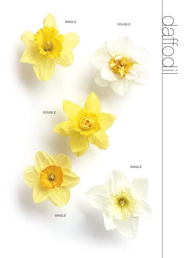 Daffodil