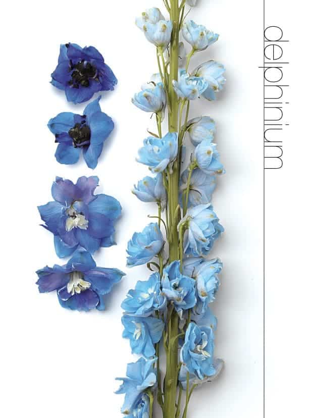 Delphinium