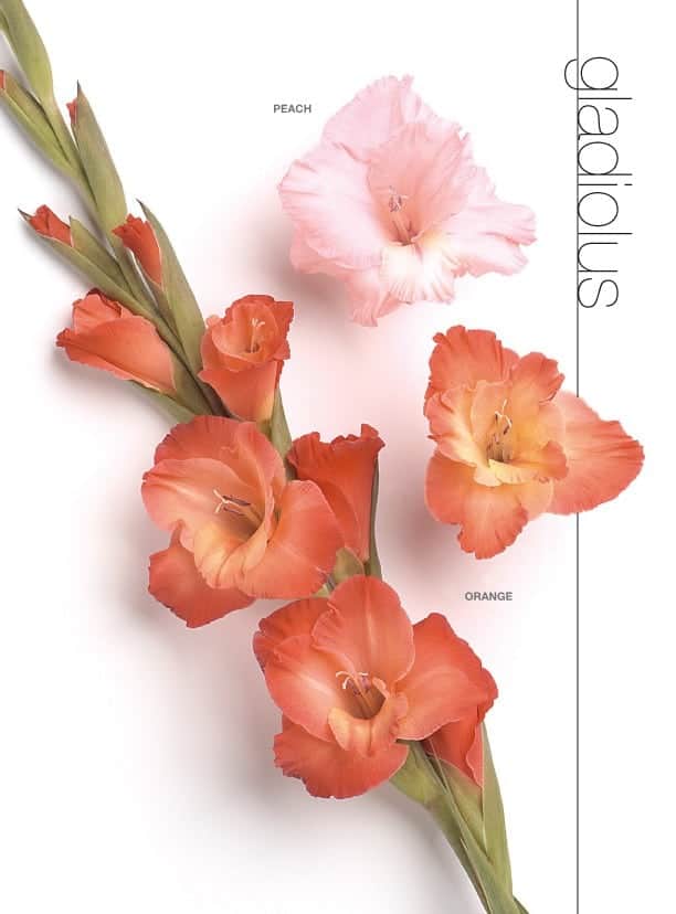 Gladiolus