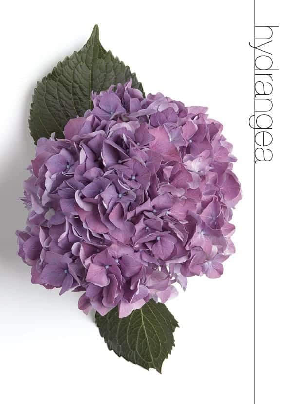 Hydrangea