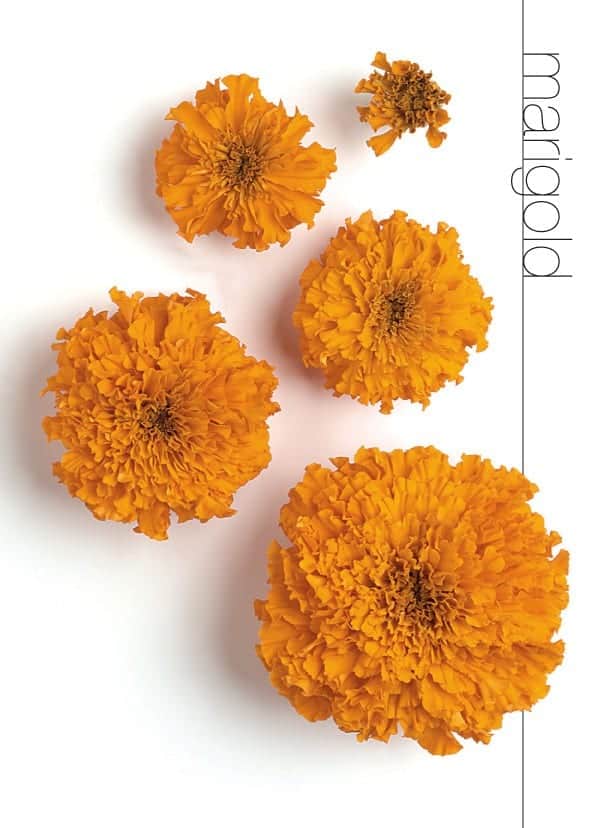 Marigold