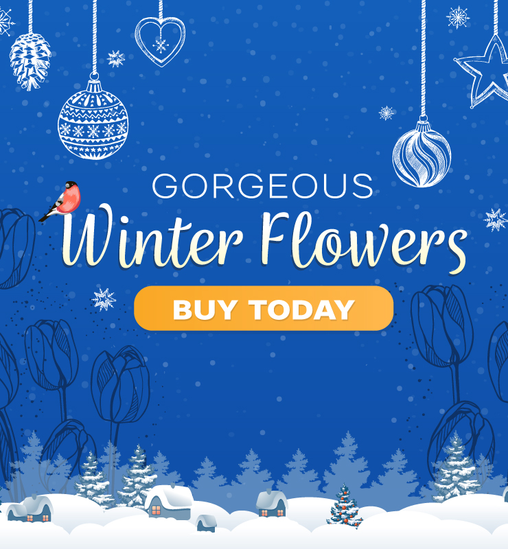 Blue winter banner with hanging ornaments, snow and trees; text “Gorgeous Winter Flowers” and a yellow “Buy Today” button.