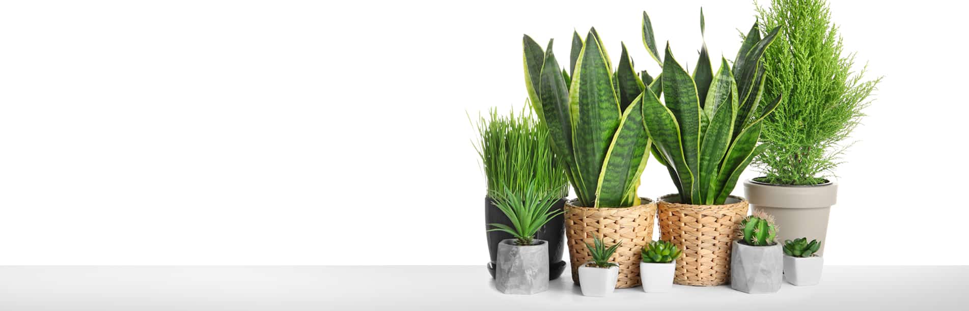 Nebula Beauty & Home banner featuring potted houseplants.