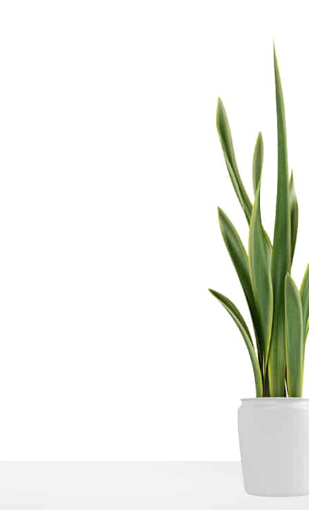 Mobile banner featuring a minimalist photo of a snake plant with tall green leaves in a white pot on a white surface