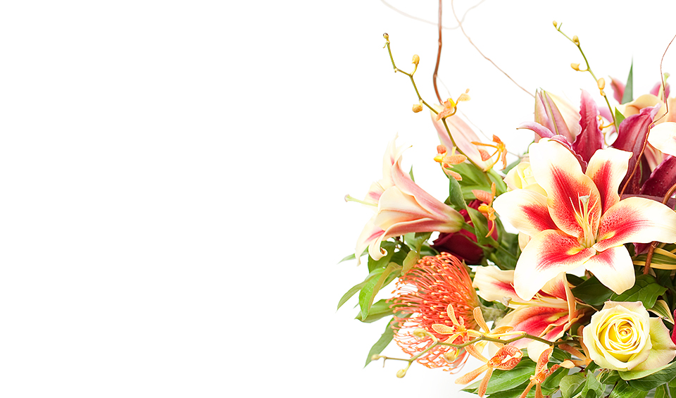 Nebula Eco banner featuring close-up of peach and magenta lilies with yellow centers, greens, and twisting willow branches on white.