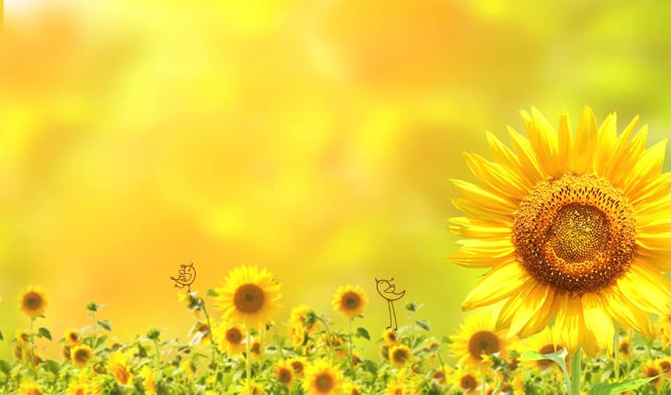 Nebula Eco banner featuring large sunflower on right against sunny yellow background, with a field of small sunflowers and two doodle birds at the bottom.