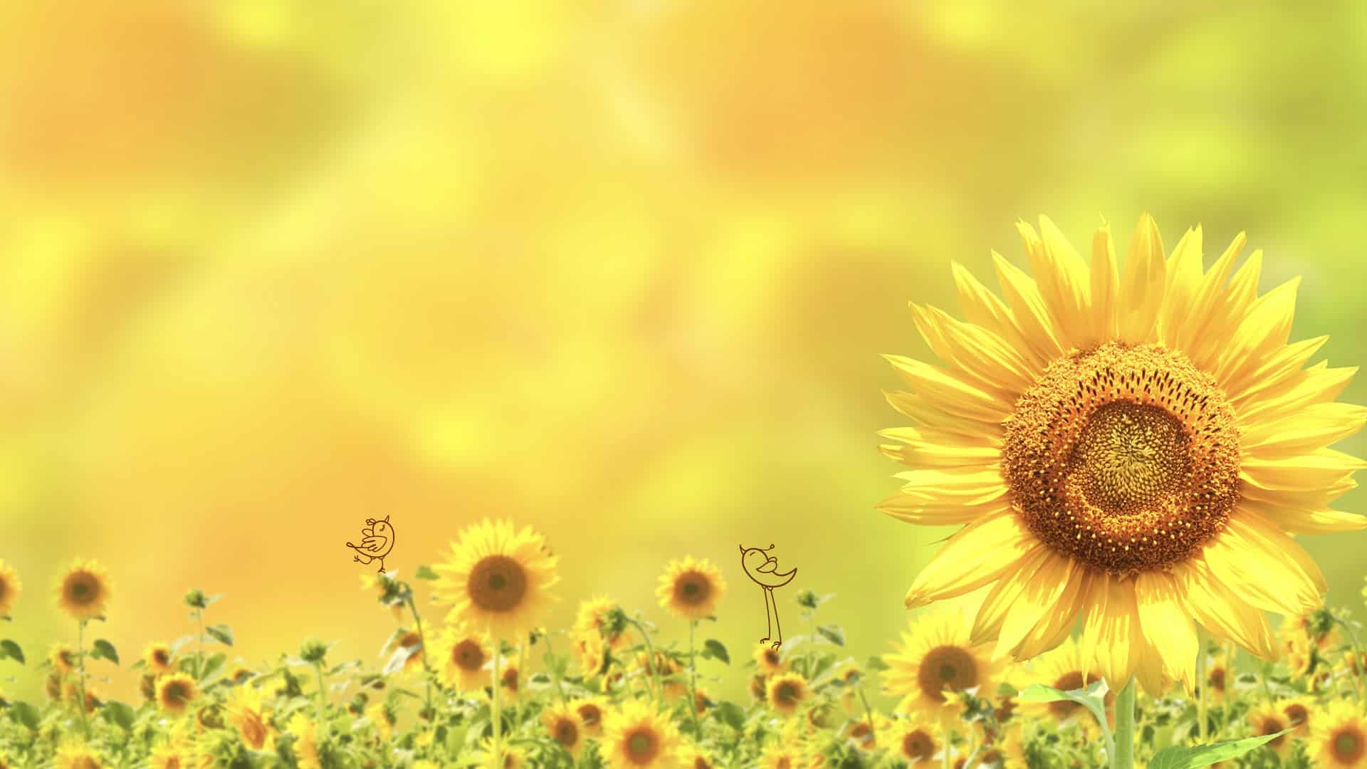 Nebula Fashion banner featuring large sunflower on right against sunny yellow background, with a field of small sunflowers and two doodle birds at the bottom.