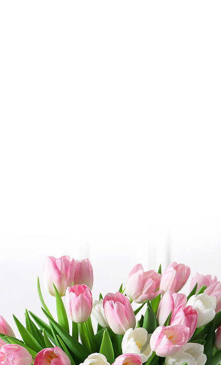 Mobile banner featuring pink and white tulips with green leaves on a clean white background.